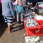 Mei 2021, Harga Ikan di Kendari Naik, Ini Penyebabnya