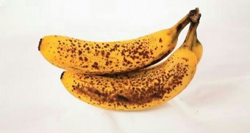 Pisang Matang Bintik Hitam Bisa Mencegah Kanker dan Infeksi Payudara