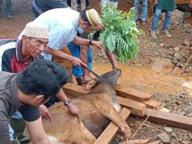 Proses penyembelihan hewan Qurban