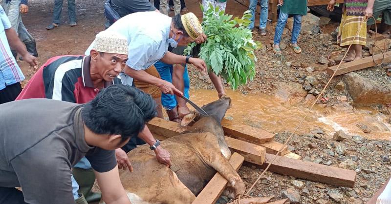 Proses penyembelihan hewan Qurban