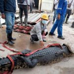 Bunuh Buaya Untuk Disantap, TKA Asal Cina Terancam Hukuman 5 Tahun Penjara