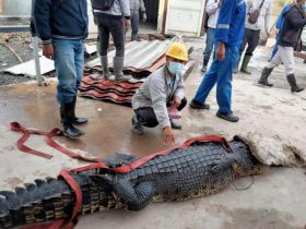 Bunuh Buaya Untuk Disantap, TKA Asal Cina Terancam Hukuman 5 Tahun Penjara