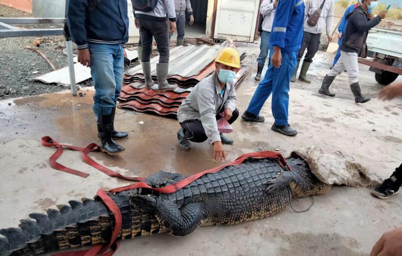 Bunuh Buaya Untuk Disantap, TKA Asal Cina Terancam Hukuman 5 Tahun Penjara