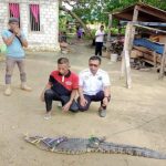 Buaya Muara Ditangkap Warga Molawe Konut, Masyarakat Diminta Berhati-hati