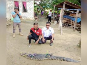 Buaya Muara Ditangkap Warga Molawe Konut, Masyarakat Diminta Berhati-hati