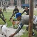 Satpol PP Konut Tangkap Puluhan Ekor Hewan Ternak Berkeliaran, Pemilik Didenda