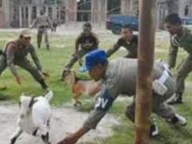 Satpol PP Konut Tangkap Puluhan Ekor Hewan Ternak Berkeliaran, Pemilik Didenda