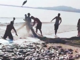 Warga Taipa Ramai Jaring Ikan Cakalang, Kapolsek Sawa : Memang Lagi Musimnya