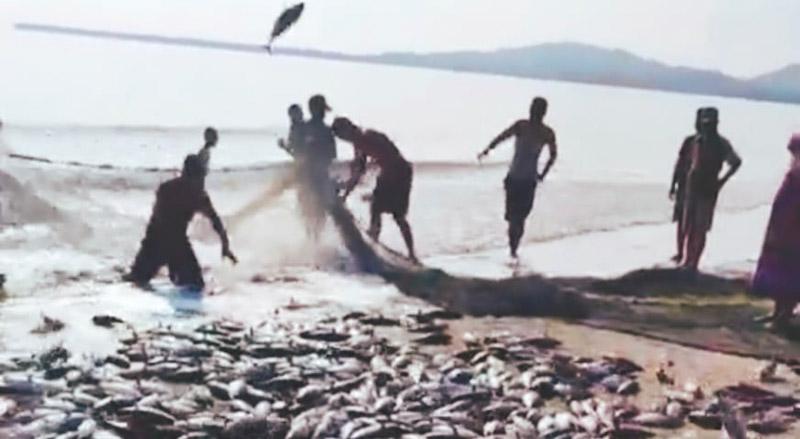 Warga Taipa Ramai Jaring Ikan Cakalang, Kapolsek Sawa : Memang Lagi Musimnya