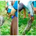 Warga Amesiu Konawe Temukan Ular Piton Raksasa, Telan 2 Ekor Kambing