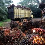 Pekerja Buruh Kelapa Sawit Tewas Terkena Sabit Sendiri