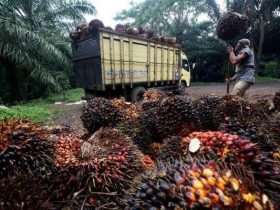 Pekerja Buruh Kelapa Sawit Tewas Terkena Sabit Sendiri