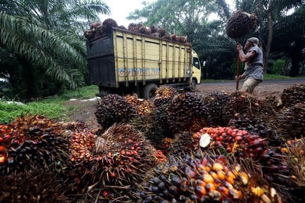 Pekerja Buruh Kelapa Sawit Tewas Terkena Sabit Sendiri