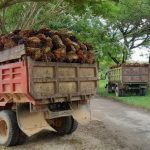 Polres Konawe Tetapkan 7 Orang Tersangka Pencurian Buah Sawit di Lahan PT UAM