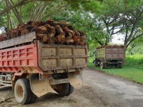 Polres Konawe Tetapkan 7 Orang Tersangka Pencurian Buah Sawit di Lahan PT UAM