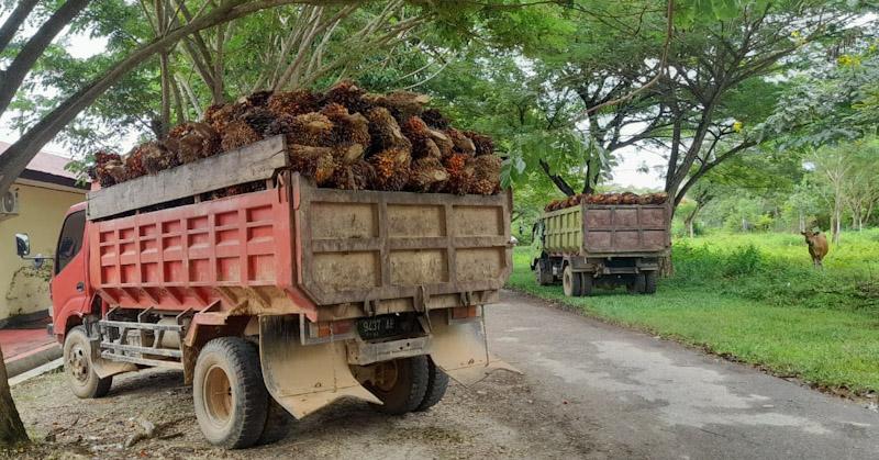 Polres Konawe Tetapkan 7 Orang Tersangka Pencurian Buah Sawit di Lahan PT UAM