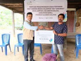 Tingkatkan Kesejahteraan Petani Kabupaten Barru, PLN Salurkan 1650 Kg Bibit Bawang Merah