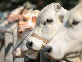 Jelang Idul Adha, Ketersediaan Hewan Kurban mencapai 17.714 Ekor di Sultra