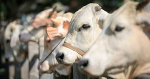 Jelang Idul Adha, Ketersediaan Hewan Kurban mencapai 17.714 Ekor di Sultra