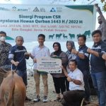 PT Antam Konut Bersama KSO-MTT, Berbagi Bantuan 20 Ekor Sapi Qurban