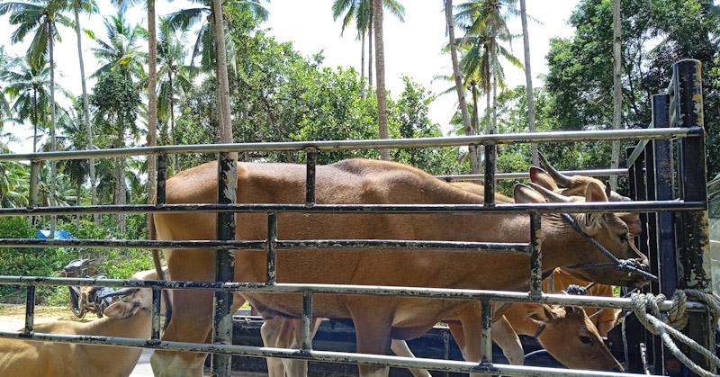 PT GKP Serahkan 10 Hewan Kurban Bagi Masyarakat Lingkar Tambang  