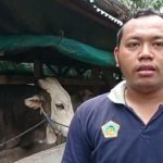 Sapi dari Konawe Jadi Hewan Kurban Presiden, Bobotnya Capai 1 Ton