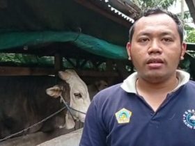 Sapi dari Konawe Jadi Hewan Kurban Presiden, Bobotnya Capai 1 Ton