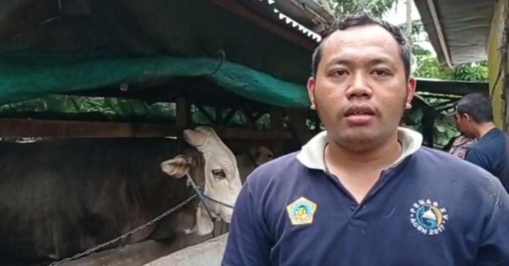 Sapi dari Konawe Jadi Hewan Kurban Presiden, Bobotnya Capai 1 Ton