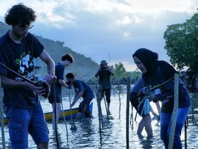 International Mangrove Day, GCC Toli-Toli Tanam 1500 Pohon Mangrove