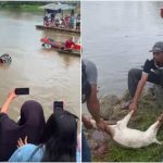 Mobil yang Tenggelam di Sungai Konaweaha Ditemukan, Warga Gelar Ritual Adat Mooli