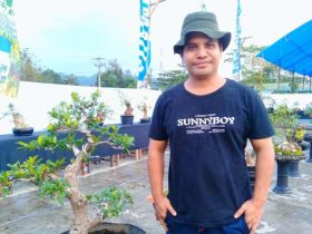 230 Jenis Bonsai Siap Ramaikan Pemeran di STQ Konawe