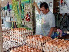 Imbas BBM Naik, Harga Telur di Kendari Merangkak Naik