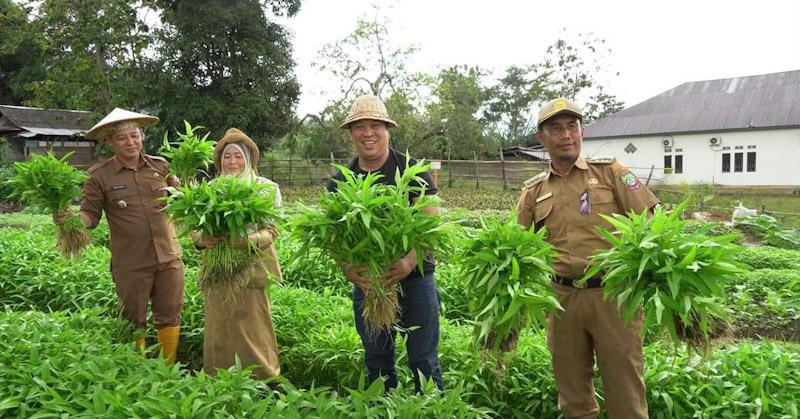 Melalui Dinas Ketapang, P2KP Pemda Konut Dorong Ekonomi Pangan Nasional Masyarakat