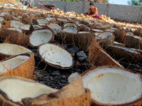 Perusahaan Asal Konsel Binaan Kadin Sultra Kirim 28 Ton Kopra ke Surabaya