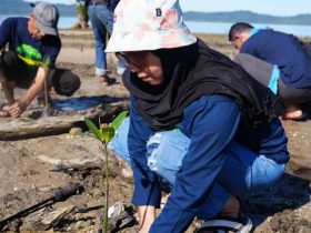Jaga Kelestarian Teluk Kolono, Zenith SCA Kendari Tanam 1000 Bibit Mangrove