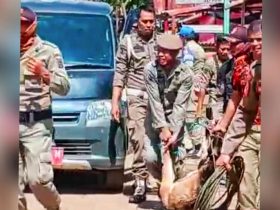 Distan Konut Bersama Satpol PP Tangkap Puluhan Ekor Hewan Ternak