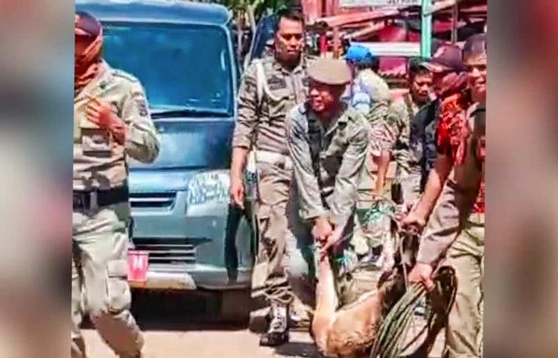 Distan Konut Bersama Satpol PP Tangkap Puluhan Ekor Hewan Ternak