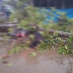 Angin Kencang Disertai Hujan Deras Akibatkan Pengendara Motor di Konsel Tewas Tertimpah Pohon Tumbang