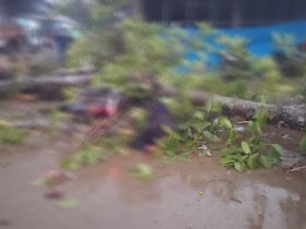 Angin Kencang Disertai Hujan Deras Akibatkan Pengendara Motor di Konsel Tewas Tertimpah Pohon Tumbang