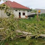 Diterjang Puting Beliung, Pohon Tumbang Nyaris Kena Rumah Warga di Konawe