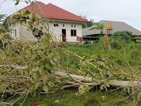 Diterjang Puting Beliung, Pohon Tumbang Nyaris Kena Rumah Warga di Konawe