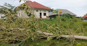 Diterjang Puting Beliung, Pohon Tumbang Nyaris Kena Rumah Warga di Konawe