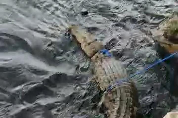 Seekor Buaya Ditangkap Warga di By Pass Raha