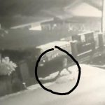 Terekam CCTV, Seorang Maling Nekat Mencuri Leptop Karyawan PT Telkom di Kendari