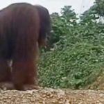 BKSDA Sultra Konfirmasi Video Viral Orang Hutan Yang Muncul di Konawe
