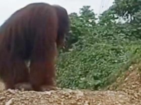 BKSDA Sultra Konfirmasi Video Viral Orang Hutan Yang Muncul di Konawe