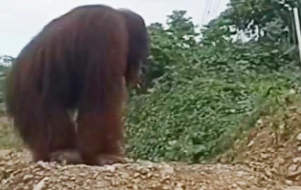 BKSDA Sultra Konfirmasi Video Viral Orang Hutan Yang Muncul di Konawe