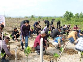 Polda Sultra Bersama Insan Pers Tanam 1.000 Bibit Mangrove di Teluk Kendari