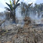 Pemukiman Rumah Warga di Mandonga Nyaris Terbakar Akibat Lahan Kosong Dilahap Api
