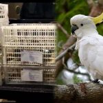 BKSDA Sultra Gagalkan Penyelundupan 24 Ekor Burung Endemik Maluku
